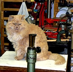 The Persian cat of Danilo Pastorello Venice Italy